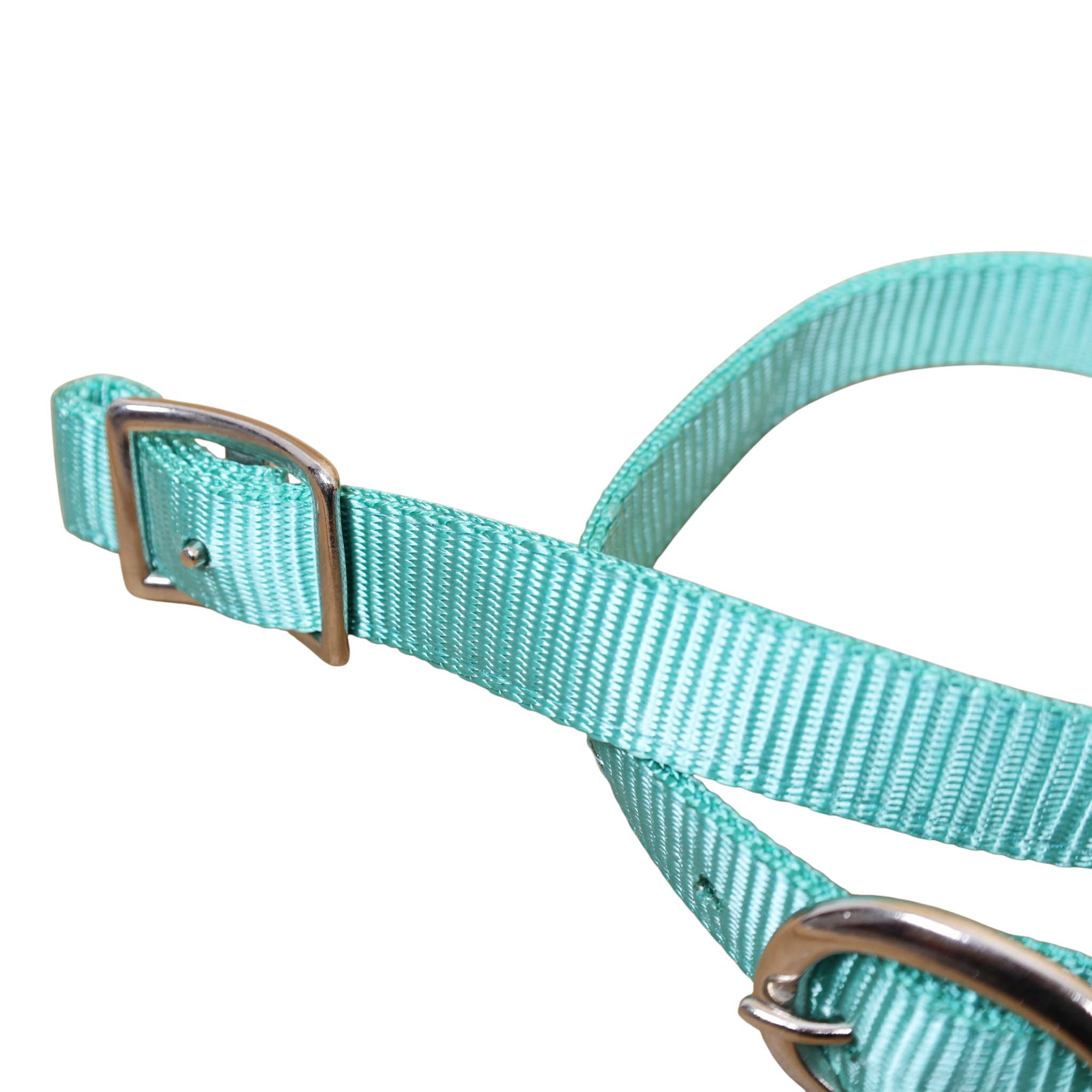 Nylon Dog Collar with Nickel Plated Hardware (MSYDOC 114314) - Image 4