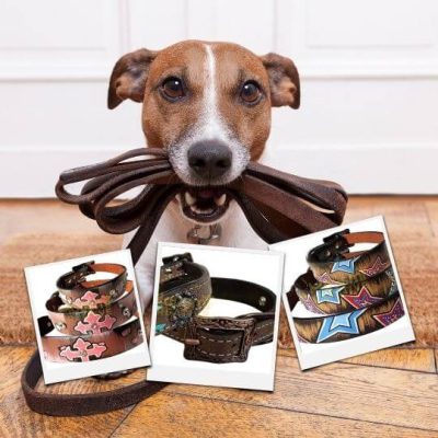 Dog Accessories And Care